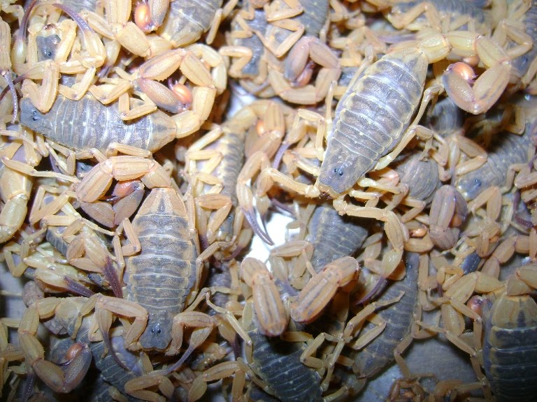 escorpioes